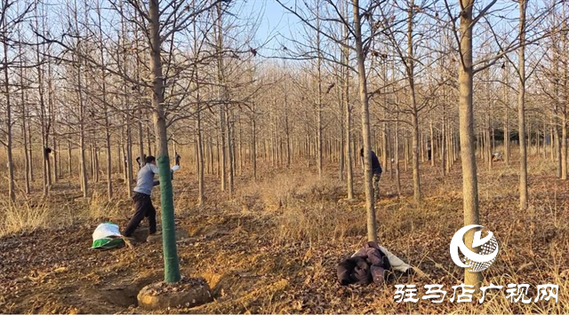 驛城區板橋鎮：花木產業美村富民 產銷兩旺有“錢”景