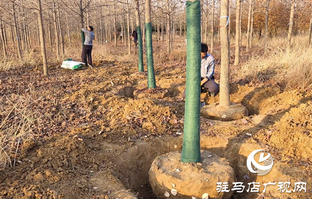 驛城區板橋鎮：花木產業美村富民 產銷兩旺有“錢”景