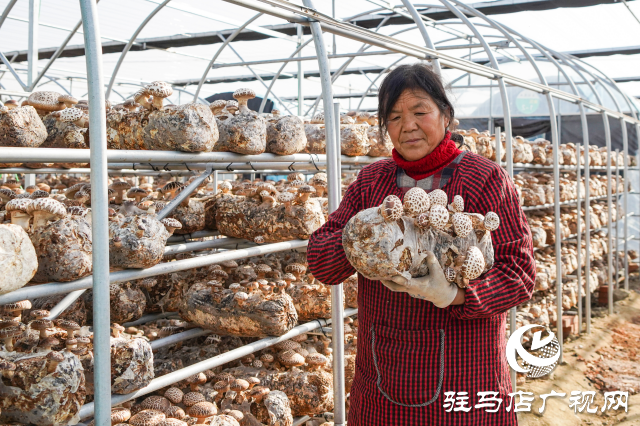 泌陽縣：推動食用菌產業高質量發展