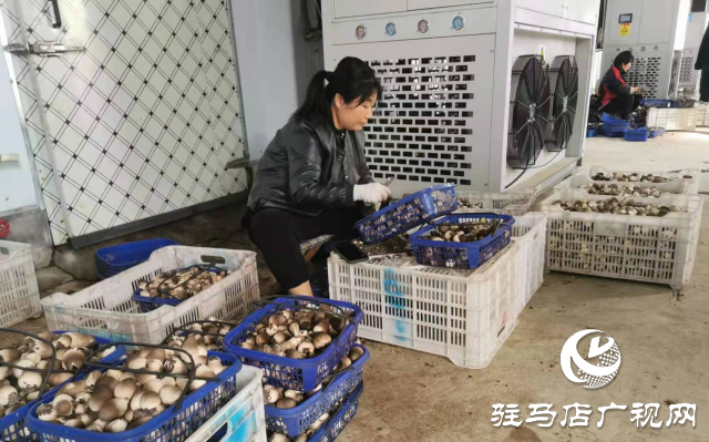 泌陽縣：推動食用菌產業高質量發展
