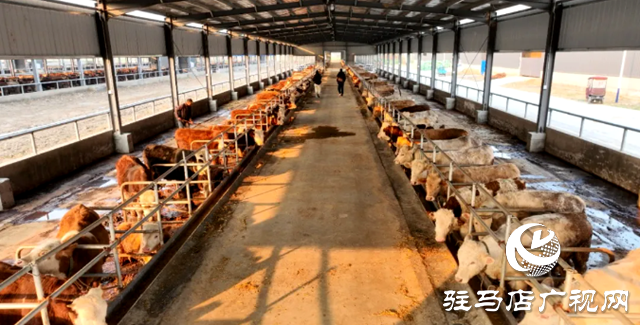 確山縣任店鎮：肉牛養殖“犇”向致富路