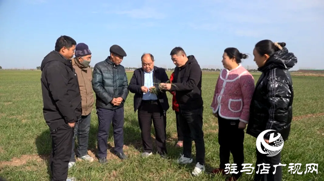 上蔡縣：持續開展小麥越冬技術指導  確保小麥豐產豐收