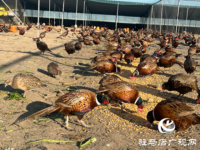 劉永行：珍禽養殖開辟致富新路