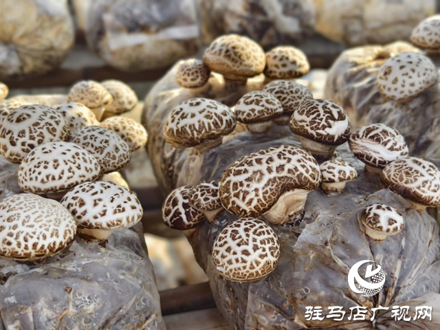 驛城區沙河店鎮：花菇撐開鄉村振興“致富傘”