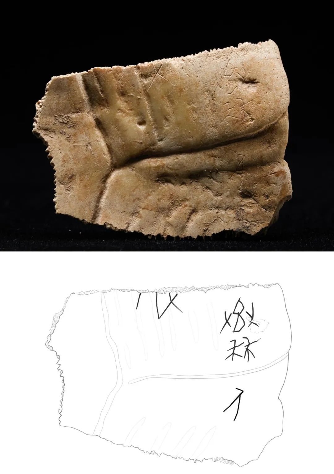 重大發現！首次出土有“秦人”字樣甲骨