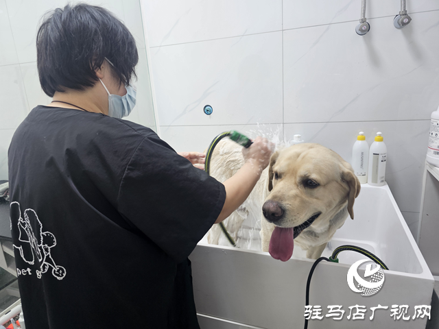 春節臨近 寵物經濟“旺”起來