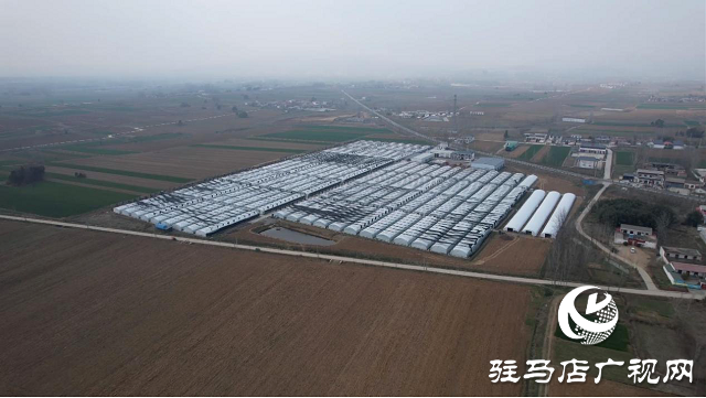 確山縣石滾河鎮：人勤春來早 銀耳搶種植忙