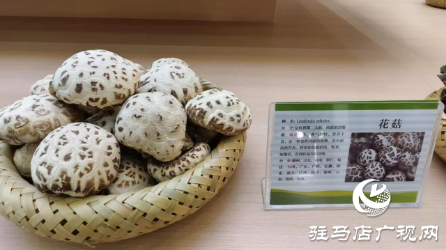 公交直達！泌陽縣花菇博物館開啟奇妙之旅