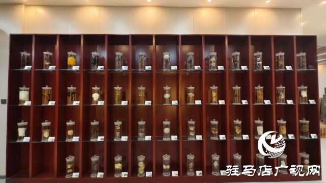 公交直達！泌陽縣花菇博物館開啟奇妙之旅