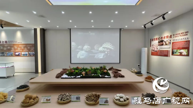 公交直達！泌陽縣花菇博物館開啟奇妙之旅