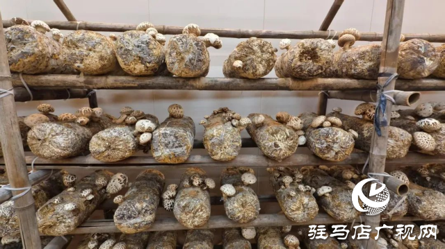 公交直達！泌陽縣花菇博物館開啟奇妙之旅