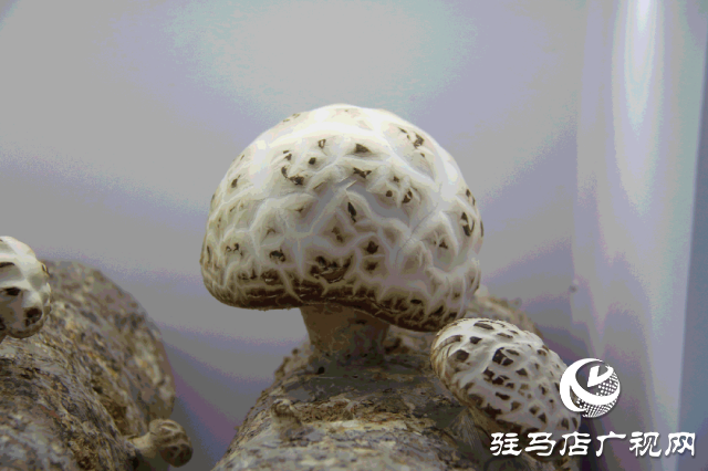 明日正式開幕！2025泌陽花菇國際產業創新大會