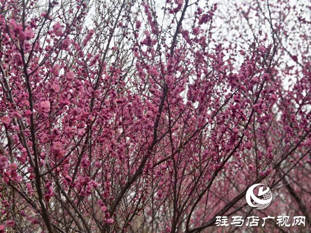 驛城區：梅花盛開俏枝頭 暗香浮動春意濃