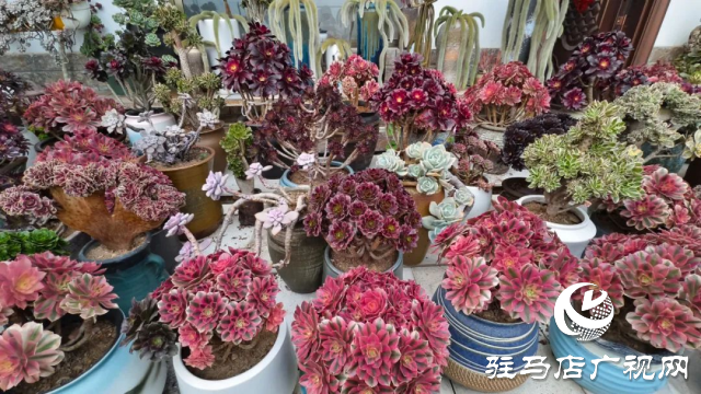 泌陽王店鎮高樓村：百畝梅花繪就生態文旅新畫卷
