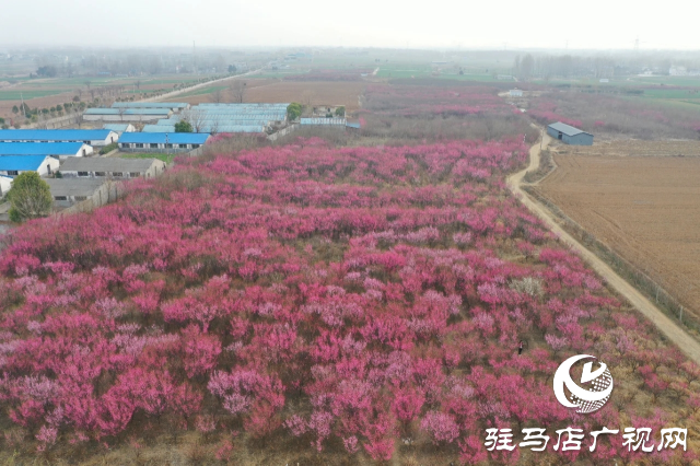 泌陽王店鎮高樓村：百畝梅花繪就生態文旅新畫卷