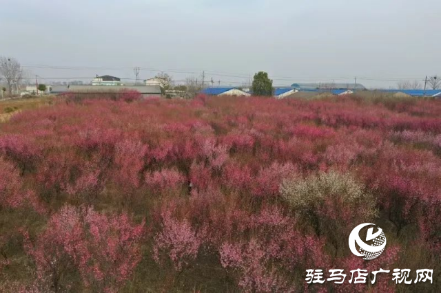 泌陽王店鎮高樓村：百畝梅花繪就生態文旅新畫卷