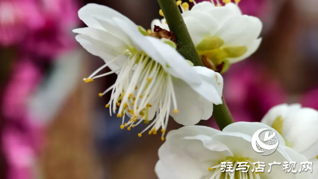 泌陽王店鎮高樓村：百畝梅花繪就生態文旅新畫卷