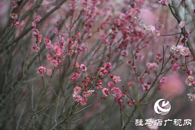 泌陽王店鎮高樓村：百畝梅花繪就生態文旅新畫卷