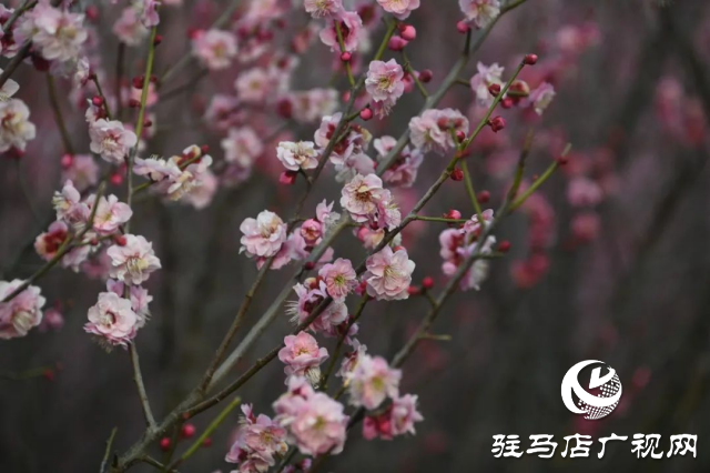 泌陽王店鎮高樓村：百畝梅花繪就生態文旅新畫卷