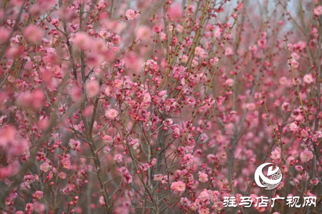 泌陽王店鎮高樓村：百畝梅花繪就生態文旅新畫卷