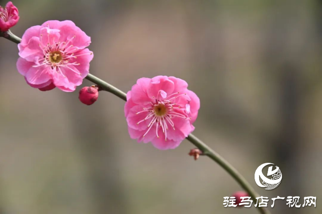 泌陽王店鎮高樓村：百畝梅花繪就生態文旅新畫卷