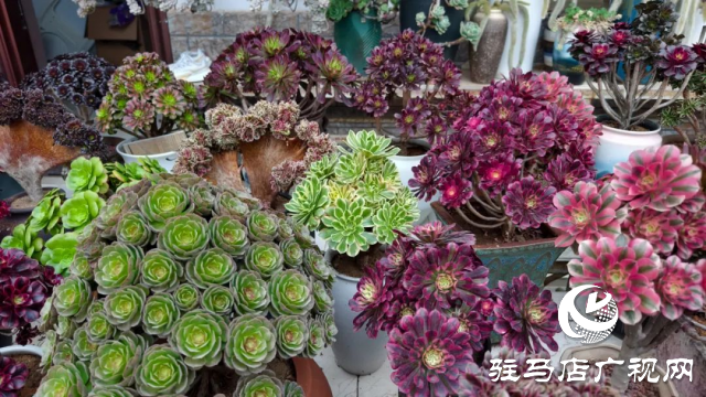 泌陽王店鎮高樓村：百畝梅花繪就生態文旅新畫卷