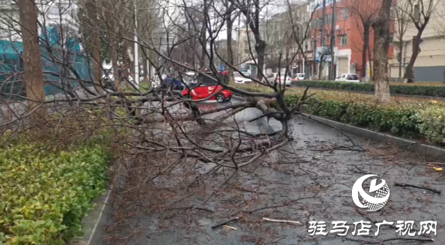 暴風雨突襲 刮倒路旁大樹