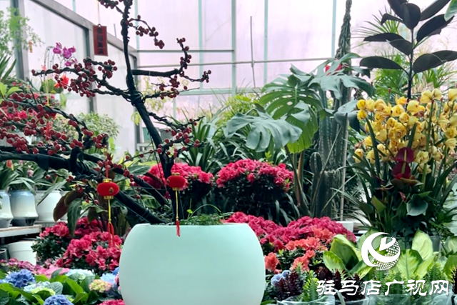 駐馬店：“三八”節臨近 鮮花市場銷售火爆