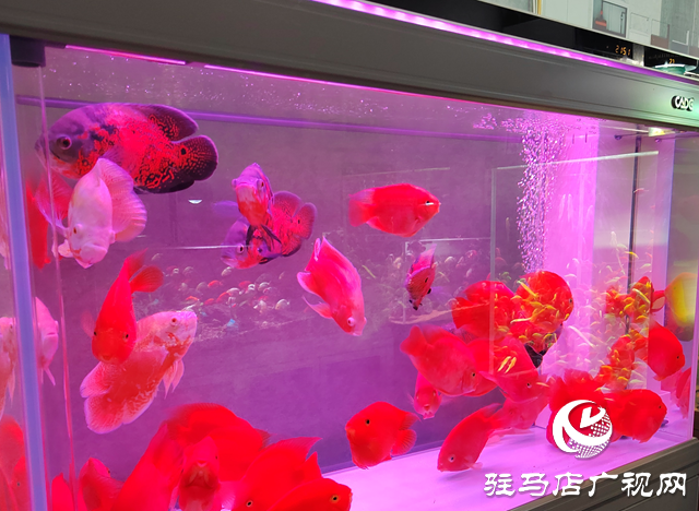 天氣轉暖 觀賞魚市場持續升溫