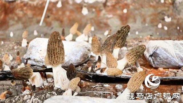 正陽縣熊寨鎮王樓村：羊肚菌喜獲豐收 奏響鄉村振興奮進曲