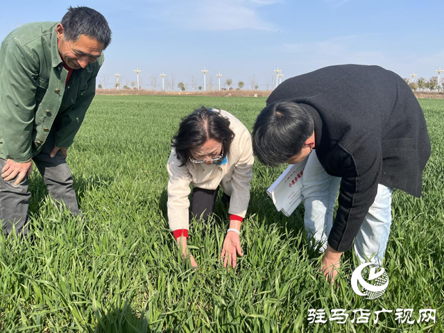 農氣專家田間把脈開方 護航小麥拔節孕穗