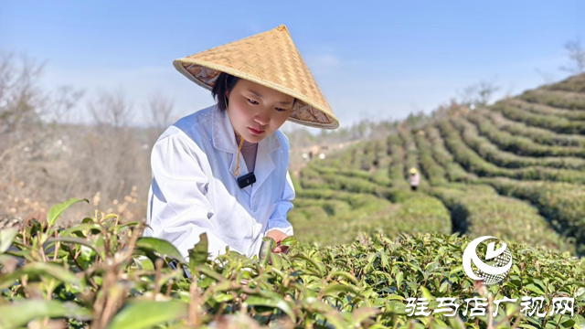 劉盼盼：茶香中蹚出創業路 匠心里架起共富橋