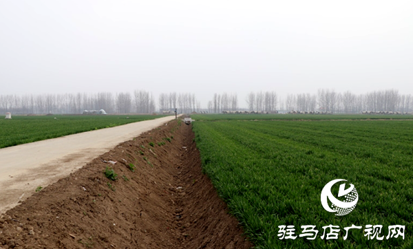 平輿縣東皇街道：溝渠連通勾勒出一幅新時代鄉村振興的生動圖景