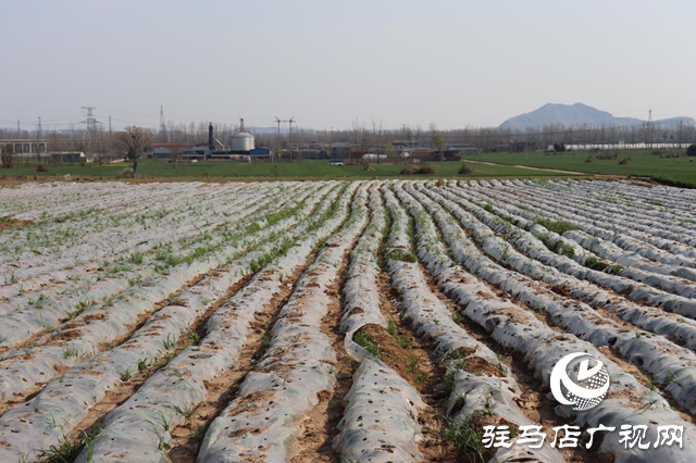 驛城區香山街道：搶抓春耕好時機 種下藥材“金種子”
