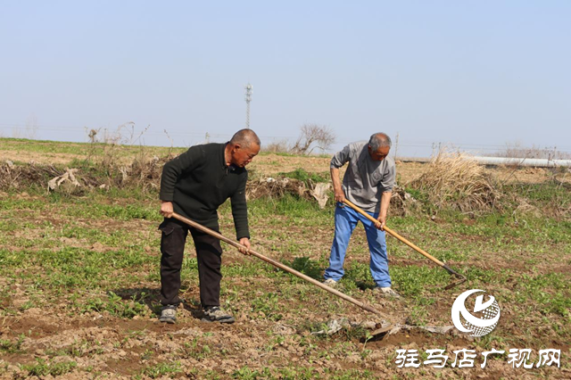 驛城區香山街道：搶抓春耕好時機 種下藥材“金種子”