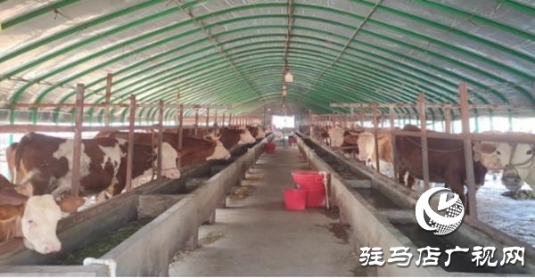 遂平縣沈寨鎮沈莊村：黨建引領繪就鄉村振興新圖景