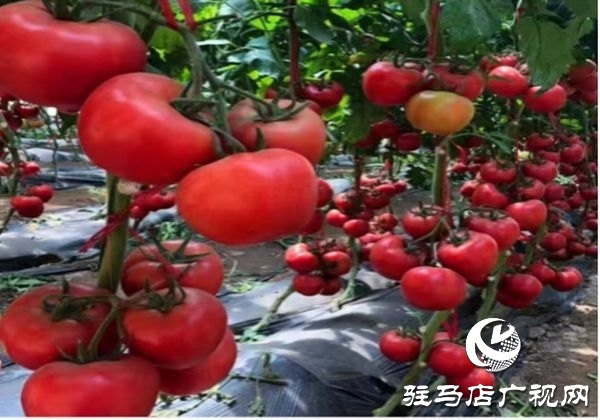 遂平縣沈寨鎮沈莊村：黨建引領繪就鄉村振興新圖景