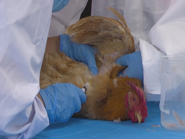 駐馬店市動物防疫檢疫中心發布4月份動物預警預報