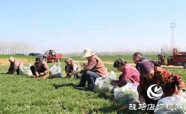 新蔡縣：野菜經濟蒸出新“錢”景 傳統蒸菜香飄全國餐桌