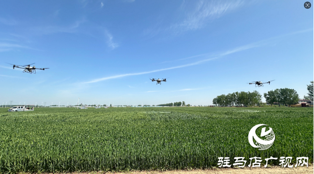 中原農險駐馬店市分公司：冬小麥“一噴三防”飛防作業 護航夏糧豐產豐收?