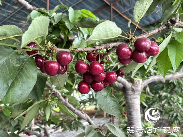 驛城區蟻蜂鎮：顆顆車厘子果香飄滿園