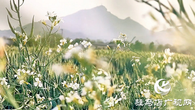 駐馬店市驛城區：蘿卜花海繪就共富新景 一村一品綻放鄉村振興活力