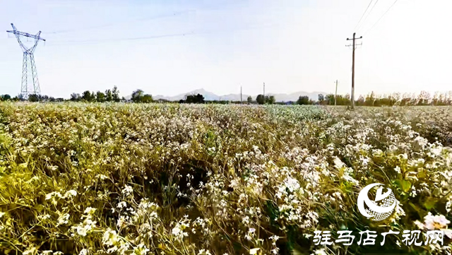 駐馬店市驛城區：蘿卜花海繪就共富新景 一村一品綻放鄉村振興活力