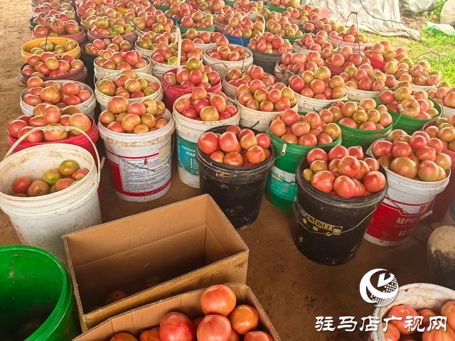 新蔡縣頓崗鄉：人大代表心系群眾，沙瓤番茄鋪就致富路