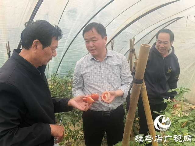 新蔡縣頓崗鄉：人大代表心系群眾，沙瓤番茄鋪就致富路