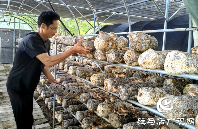 李鵬：深耕食用菌產業 助力鄉村振興