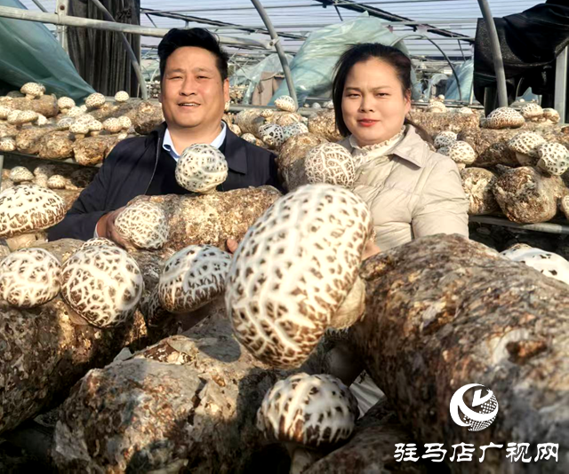 李鵬：深耕食用菌產業 助力鄉村振興
