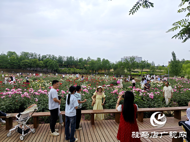 綠意蔥蘢花滿城！確山縣住建局精心打造“城市大花園”