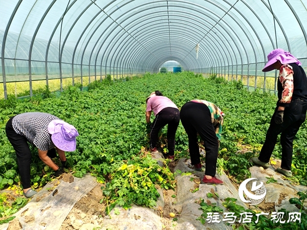 平輿縣辛店鄉黃寨村：春土豆迎來豐收季 助農增收添“薯”光