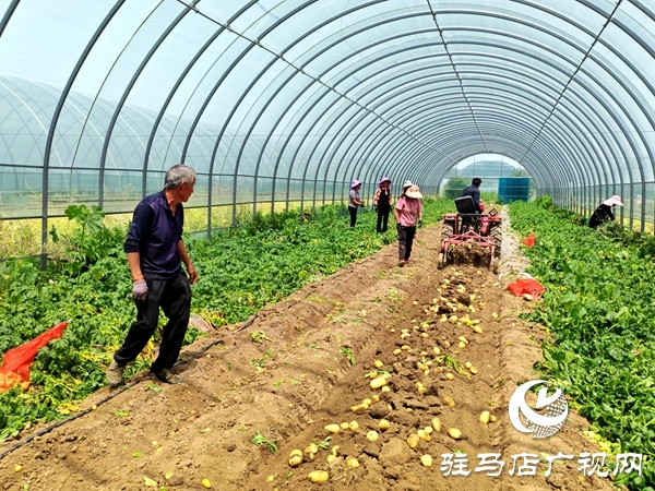 平輿縣辛店鄉黃寨村：春土豆迎來豐收季 助農增收添“薯”光